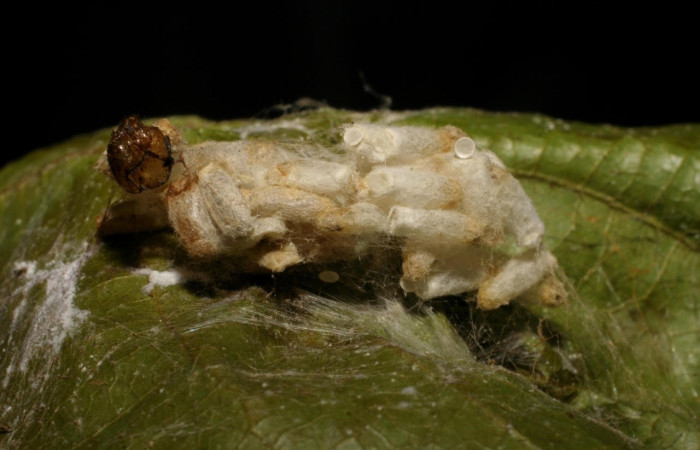Fig.21  Observamos larva de parásito <i>Hypomicrogaster</i> Janzen01 (Braconidae),en larva <i>Omiodes humeralis</i> (Crambidae ) (06-SRNP-41845-DHJ425504.jpg)