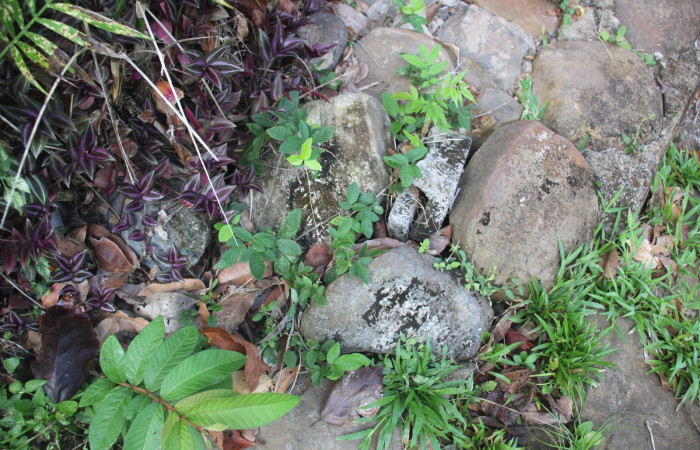 Fig.25 Planta <i>Desmodium incanum</i>, (Fabaceae) hospedero <i>Omiodes indicata</i>, (Crambidae). Sector Mundo Nuevo, Quebrada Tibio. Foto, Elieth Cantillano, 15 marzo 2023.