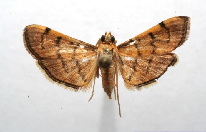 fig.2 Vista dorsal macho <i>Omiodes indicata</i> (Crambidae),colectado trampas de luces, Sector Pilas, Canopy Tours 700 mts. (06-SRNP-107233-DHJ607233.jpg)