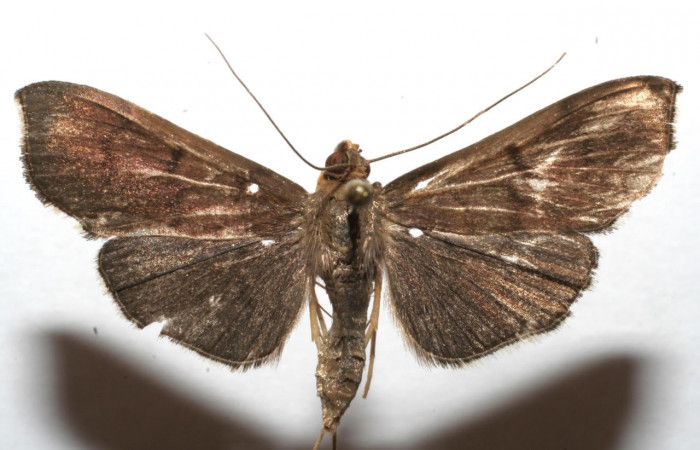 Fig.5 Vista dorsal <i>Omiodes Omiodes humeralis.  </i> (Crambidae), trampas de luces, Sector Cacao, Estacion Gongora, 557 mts (07-SRNP-106782-DHJ616746.jpg).