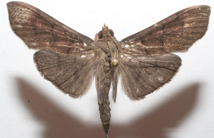 Fig.6 Vista dorsal <i>Omiodes Omiodes humeralis.  [/I] (Crambidae), trampas de luces, Sector Cacao, Estacion Gongora, 557 mts. (07-SRNP-108650-DHJ618614.jpg).