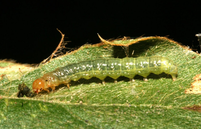 Fig.7 Vista lateral, <i>Omiodes indicata</i> (Crambidae), se colectó 12 Febrero 2014, Sector Rincon Rain Forest, Garzasol, 400mts,(11-SRNP-41710-DHJ483106.jpg)