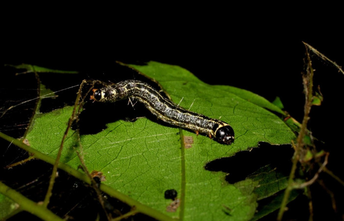 Fig. 12 Larva <i>Nachaba</i> BioLep97, Pyralidae, (estadio PU), mostrando posición dorsal, se alimenta <i>Tabebuia rosea</i>, familia (Bignoniaceae). Voucher: 06-SRNP-46766-DHJ417576.jpg.