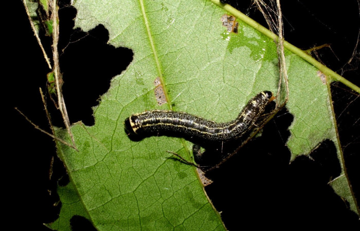 Fig. 13 Larva <i>Nachaba</i> BioLep97, Pyralidae, (estadio PU), mostrando posición dorsal, se alimenta, <i>Tabebuia rosea</i>, familia (Bignoniaceae). Voucher: 06-SRNP-46766-DHJ417578.jpg.