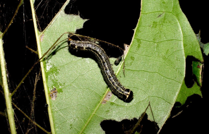 Fig. 14 Larva <i>Nachaba</i> BioLep97, Pyralidae, (estadio PU), mostrando posición lateral inclinada, se alimenta, <i>Tabebuia rosea</i>, familia (Bignoniaceae). Voucher: 06-SRNP-46766-DHJ417579.jpg.
