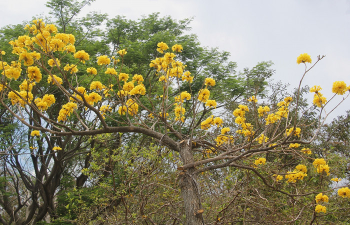 Fig. 16 Planta <i>Handroanthus impetiginosus</i> (Bignoniaceae), hospedera de la larva <i>Nachaba</i> BioLep97, (Pyralidae), Foto tomada 17 Marzo 2023  Sector Pailas Pozo cinco, Elieth Cantillano.