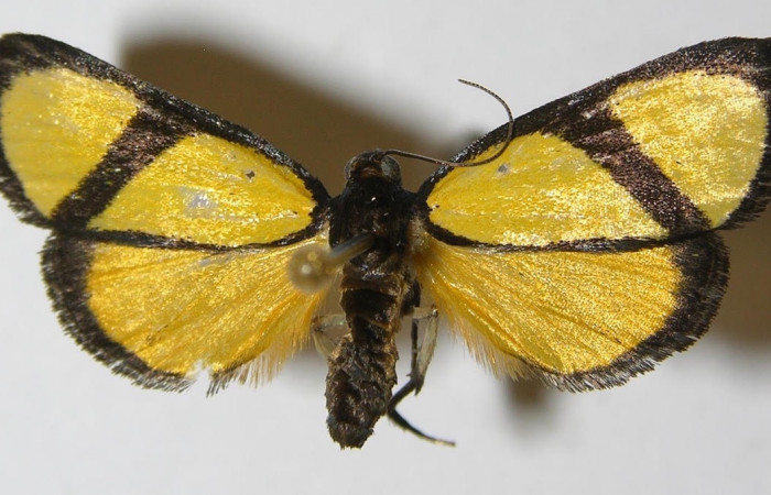 Fig.1 Adulto <i>Nachaba</i> BioLep97, Pyralidae, mostrando la parte 
dorsal. Voucher: 11-SRNP-56241-DHJ559632.