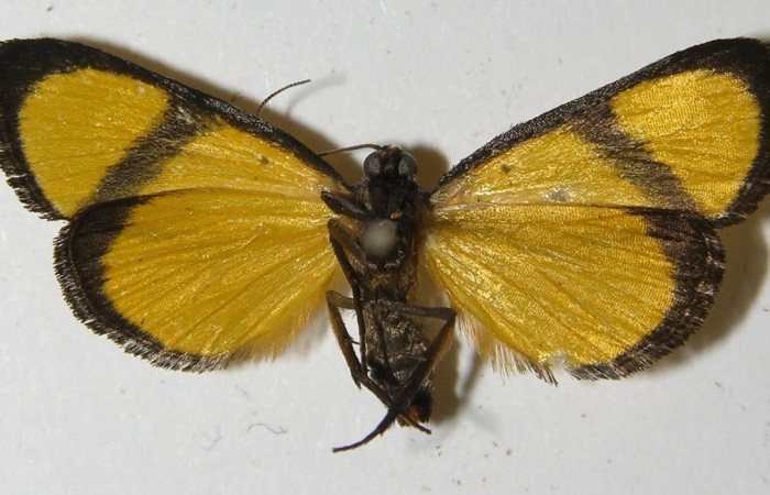 Fig.2 Adulto <i>Nachaba</i> BioLep97, Pyralidae, mostrando la parte 
ventral. Voucher: 11-SRNP-56241-DHJ559633.