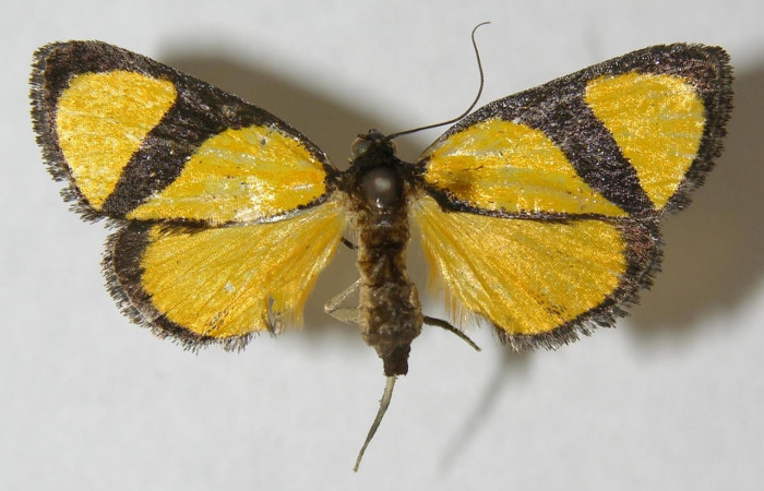 Fig.3 Adulto <i>Nachaba</i> BioLep97, Pyralidae, mostrando la parte 
dorsal. Voucher: 12-SRNP-13040-DHJ562292.