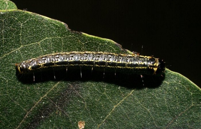 Fig. 5 Larva <i>Nachaba</i> BioLep97, Pyralidae, (estadio U), mostrando la posición dorsal entero, se alimenta <i>Handroanthus impetiginosus</i>, familia (Bignoniaceae). Voucher: 11-SRNP-56186-DHJ497260.jpg.