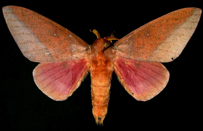 Fig. 1 Adulto vista dorsal de la hembra <i>Syssphinx colla</i> (Saturnidae), Luces Sector Santa Rosa, 300 m. 82- SRNP-556-DHJ31345