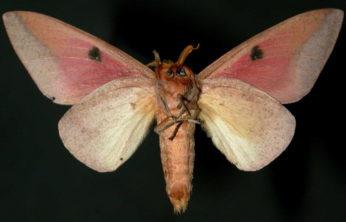 Fg.2. Adulto vista ventral de la hembra <i>Syssphinx colla</i> (Saturnidae), Luces Sector Santa Rosa, 300 m. 82- SRNP-556-DHJ31346.