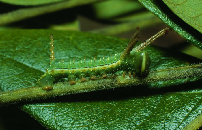 g.5. Larva segundo estadio <i>Syssphinx colla</i> (Saturnidae), Luces Sector Santa Rosa, 300 m. 82-
RNP-556-DHJ4384.