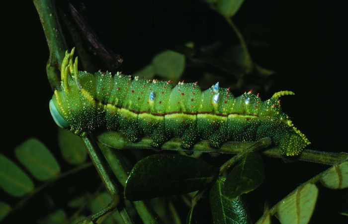 Fg.7. útimo estadio <i>Syssphinx colla</i> (Saturnidae), Laguna Esconda Sector Santa Rosa, 285 m. 82-SRNP-230a-DHJ3844.