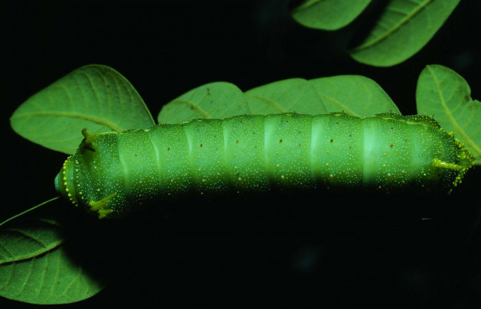 Fg.8. último estadio <i>Syssphinx colla</i> (Saturnidae), Laguna Esconda Sector Santa Rosa, 285 m. 82-SRNP-230a-DHJ3837.