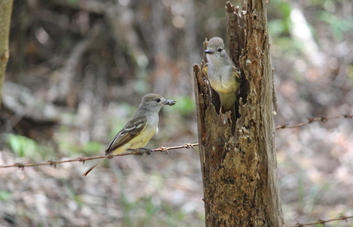 Fig. 10 Macho y hembra de Brown-crested Flycatcher (Copetón Crestipardo) <i>Myiarchus tyrannulus</i> (Tyrannidae). Llevando alimento a sus crias. Estación Biológica, Los Almendros, Sector El Hacha; ACG. 12 de abril 2023, Foto: Roster Moraga.
