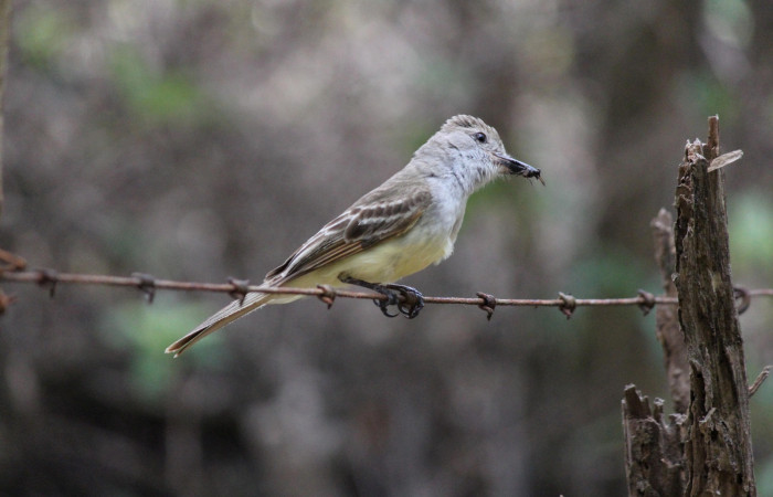 Fig. 11 Brown-crested Flycatcher (Copetón Crestipardo) <i>Myiarchus tyrannulus</i> (Tyrannidae). Llevando una mosca a sus crias. Estación Biológica, Los Almendros, Sector El Hacha; ACG. 12 de abril 2023, Foto: Roster Moraga.