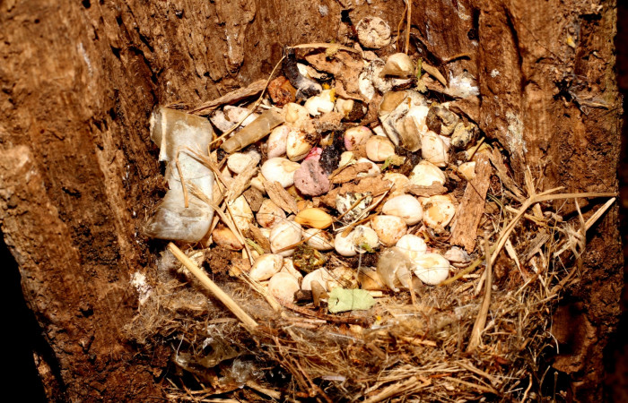 Fig. 13 Semillas de <i>Bursera simaruba</i> (Burseraceae) dejadas por los pichones en la superficie del nido de Brown-crested Flycatcher (Copetón Crestipardo) <i>Myiarchus tyrannulus</i> (Tyrannidae). Estación Biológica, Los Almendros, Sector El Hacha; ACG. 22 de abril 2023, Foto: Roster Moraga.