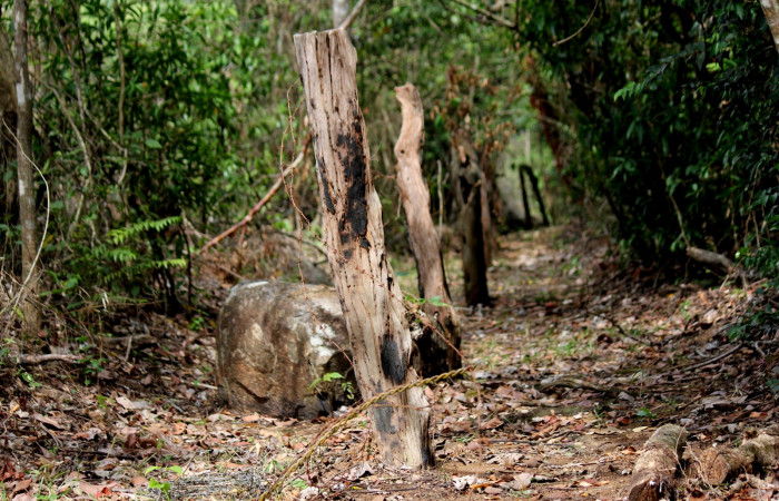 Fig. 2 Poste viejo con nido de Brown-crested Flycatcher (Copetón Crestipardo) <i>Myiarchus tyrannulus</i> (Tyrannidae). Estación Biológica, Los Almendros, Sector El Hacha; ACG. 06 de mayo 2022, Foto: Roster Moraga.