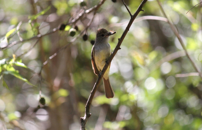 Fig. 8 Brown-crested Flycatcher (Copetón Crestipardo) <i>Myiarchus tyrannulus</i> (Tyrannidae). Llevando una mariposa al nido. Estación Biológica, Los Almendros, Sector El Hacha; ACG. 12 de abril 2023, Foto: Roster Moraga.