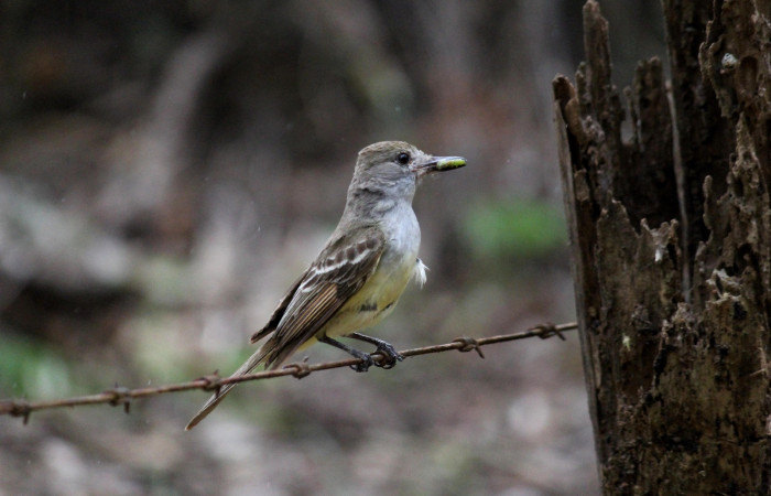 Fig. 9 Brown-crested Flycatcher (Copetón Crestipardo) <i>Myiarchus tyrannulus</i> (Tyrannidae). Llevando una oruga al nido. Estación Biológica, Los Almendros, Sector El Hacha; ACG. 12 de abril 2023, Foto: Roster Moraga.