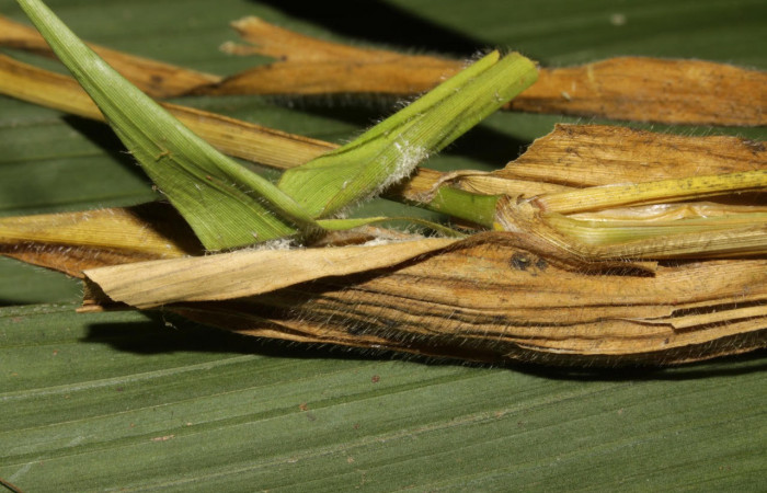 Fig.11. Mostrando capullo de <i>Conga chydaea</i>. Voucher : 15-SRNP-31568-DHJ728661.jpg.