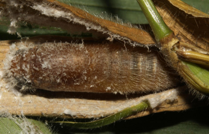 Fig.12.Pupa de <i>Conga chydaea</i>. De  22mm de longitud. Mostrando pupa semidecubierta. Voucher : 15-SRNP-31568-DHJ728665.jpg.