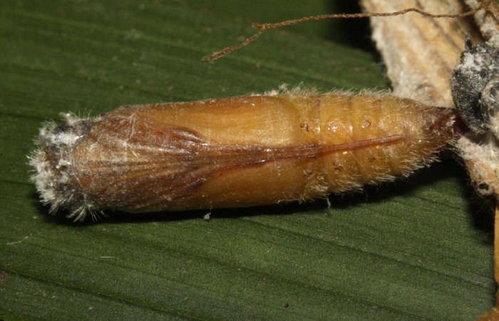 Fig.13.Pupa de <i>Conga chydaea</i>. De 22mm de longitud, vista ventral. Voucher : 15-SRNP-31568-DHJ728664.jpg.