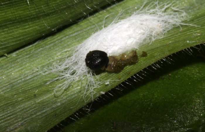 Fig.16. Muestra capullo de parásito de la familia Braconidae, en larva de  <i>Conga chydaea</i>. Voucher : 15-SRNP-31569-DHJ728459.jpg.