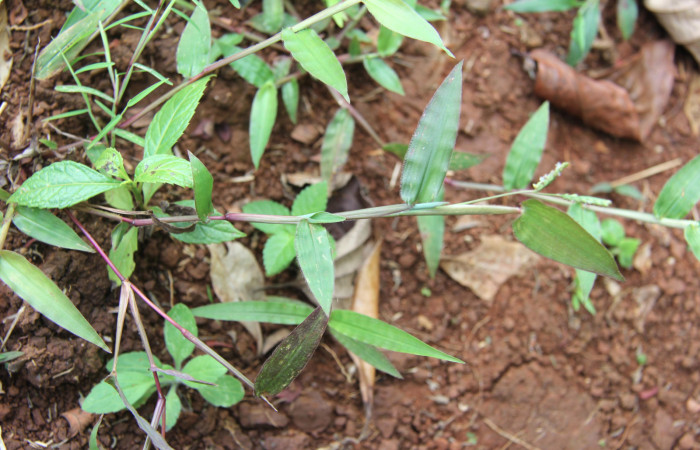 Fig.17. Plantas hospedera de <i>Conga chydaea</i>, <i>Paspalum decumbens</i>  (Poaceae). Foto, Manuel Ríos.
