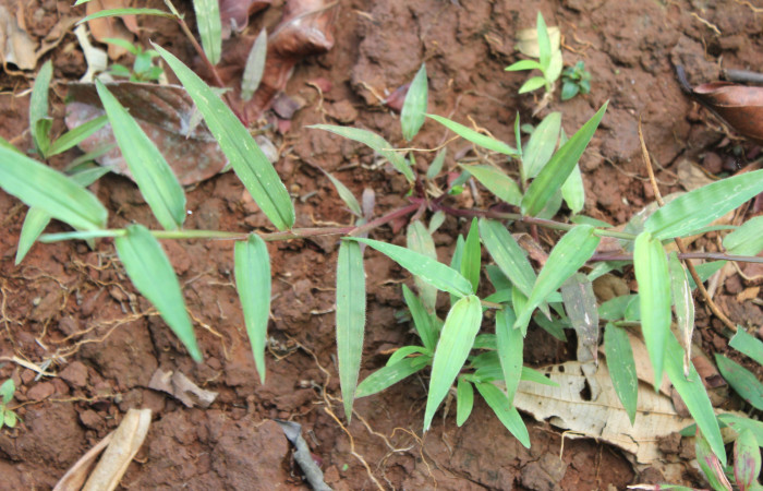 Fig.18. Plantas hospedera de <i>Conga chydaea</i>, <i>Paspalum decumbens</i>  (Poaceae). Foto, Manuel Ríos.