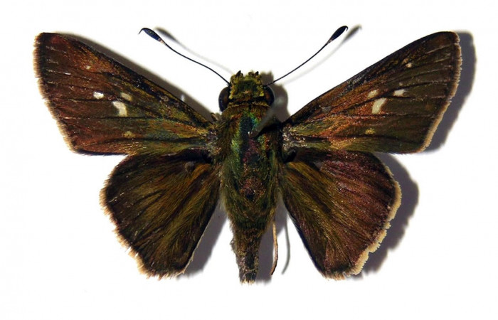 Fig.3. Adulto de <i>Conga chydaea</i>. Macho 34mm  de longitud vista dorsal. Voucher :  04-SRNP-22261-DHJ99414.jpg.