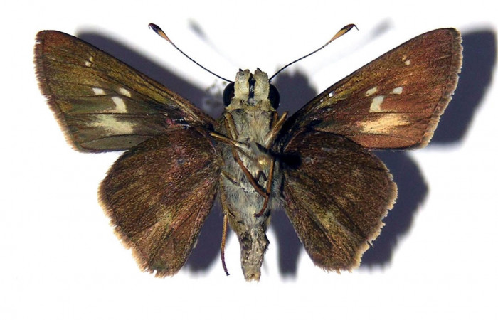 Fig.4. Adulto de <i>Conga chydaea</i>. Macho 34mm  de longitud vista ventral. Voucher :  04-SRNP-22261-DHJ99414.jpg