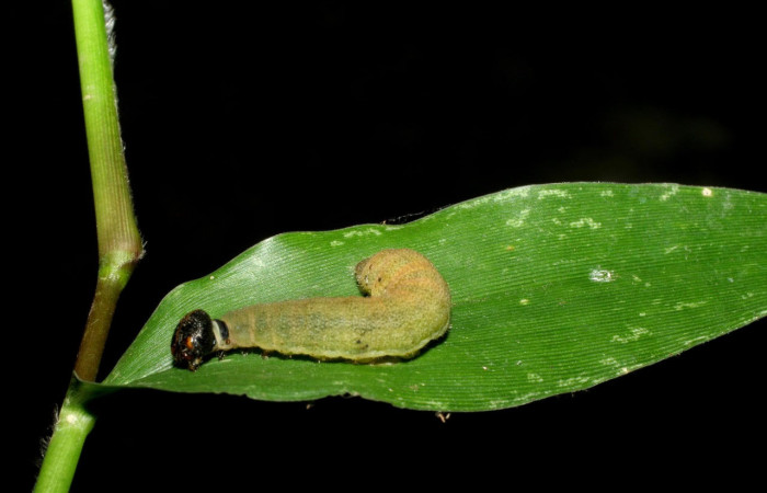 Fig.7. Larva de <i>Conga chydaea</i>. 28mm  de longitud, mostrando vista dorsal. Voucher : .07-SRNP-55722-DHJ422934.jpg
