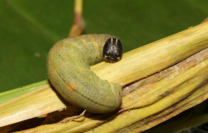 Fig.9. Larva de <i>Conga chydaea</i>. 31mm de longitud. Mostrando cabeza de frente. Voucher : 15-SRNP-31568-DHJ728623.jpg.