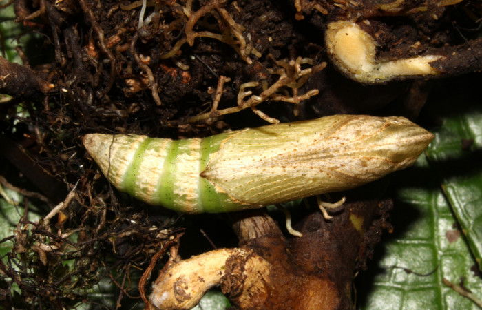 Fig.03. Pupa de <i>Xylophanes thyelia</i> (Sphingidae), vista ventral, 40mm de longitud. Voucher: 14-SRNP-31432-DHJ721308.jpg.