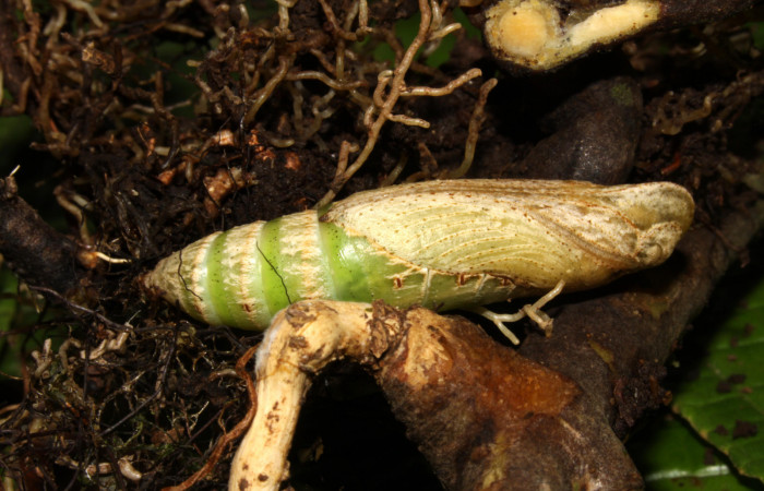 Fig.04. Pupa de <i>Xylophanes thyelia</i> (Sphingidae), vista lateral, 40mm de longitud. Voucher: 14-SRNP-31432-DHJ721313.jpg.
