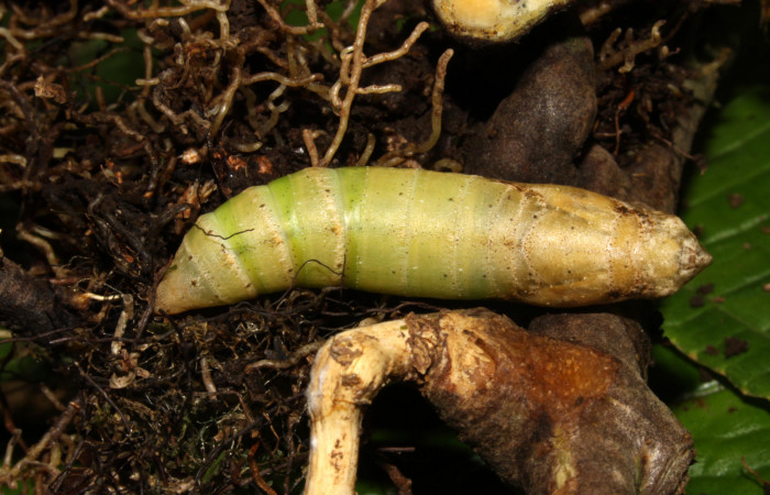 Fig.05. Pupa de <i>Xylophanes thyelia</i> (Sphingidae), vista dorsal, 40mm de longitud. Voucher: 14-SRNP-31432-DHJ721317.jpg.