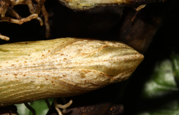 Fig.06. Pupa de <i>Xylophanes thyelia</i> (Sphingidae), vista ventral en acercamiento del torax, 40mm de longitud. Voucher: 14-SRNP-31432-DHJ721309.jpg.