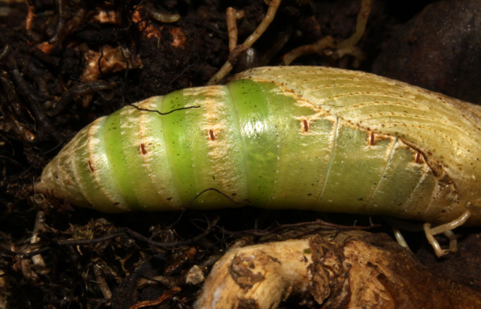 Fig.08. Pupa de <i>Xylophanes thyelia</i> (Sphingidae), acercamiento lateral del abdomen, 40mm de longitud. Voucher: 14-SRNP-31432-DHJ721314.jpg.