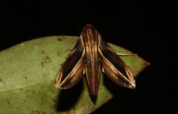 Fig.09. Adulto de <i>Xylophanes thyelia</i> (Sphingidae), vista dorsal, 32mm de longitud. Voucher: 14-SRNP-31432-DHJ721322.jpg.