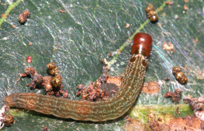  Larva en posición dorsal de <i>Machimia crucifera</i> (Depressariidae), PU estadio. Sector San Cristóbal, Bosque Transición. Voucher 10-SRNP-5292-DHJ475762.jpg.