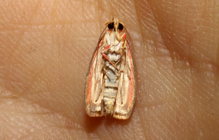  Adulto en posición ventral de <i>Machimia crucifera</i> (Depressariidae). Sector San Cristóbal, Bosque Transición. Voucher 10-SRNP-5292-DHJ475765.jpg.