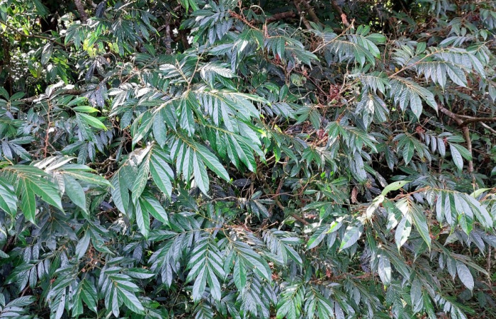  <i>Inga micheliana</i> (Fabaceae), planta hospedera de <i>Machimia crucifera</i> (Depressariidae). Sector San Cristóbal, Bosque Transición. Foto, Elda Araya, 21 Mayo 2023.
