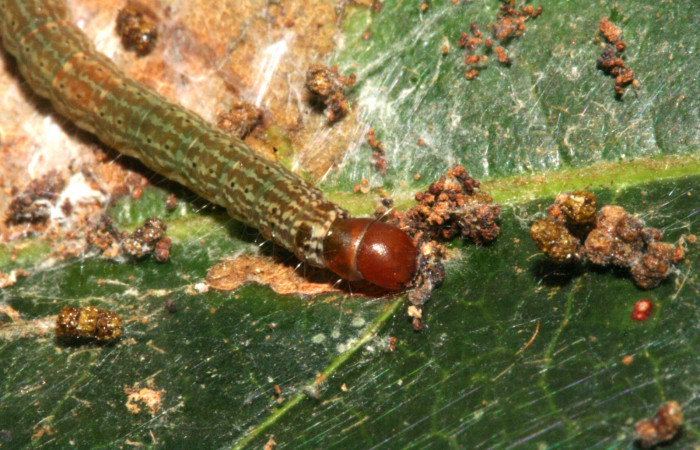  Larva en posición dorsal de <i>Machimia crucifera</i> (Depressariidae), PU estadio alimentándose de la parte de arriba de la hoja. Sector San Cristóbal, Bosque Transición. Voucher 10-SRNP-5292-DHJ475754.jpg.