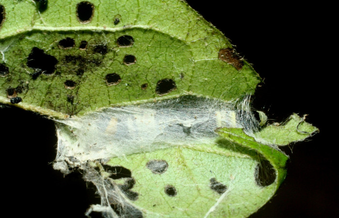  Casita en hojas con seda en posición dorsal de <i>Ethmia</i> catapelticaDHJ03(Depressariidae), U estadio. Sector Rincon Rain Forest, Sendero Venado. Voucher 09-SRNP-41280-DHJ459538.jpg.