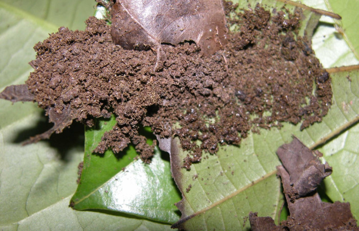  Casita como túneles en posición dorsal de <i>Stenoma patens</i> (Depressariidae). Sector Pitilla, Casa Roberto. Voucher 03-SRNP-21897-DHJ91033.jpg.