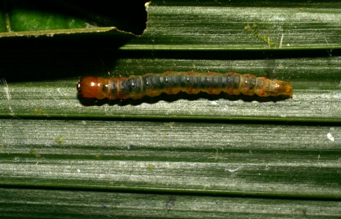  Casita dobla la hoja en posición dorsal de <i>Stenoma</i> Janzen142 (Depressariidae). Sector Pitilla, Casa Roberto. Voucher 09-SRNP-73200-DHJ465694.jpg.
