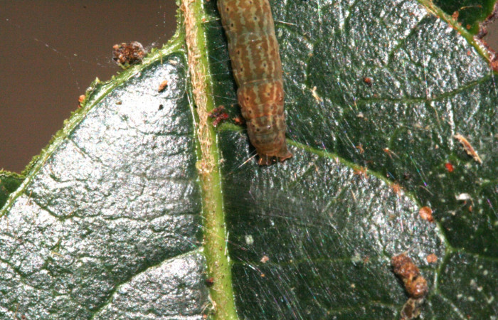  Cola en posición dorsal de <i>Machimia crucifera</i> (Depressariidae), PU estadio. Sector San Cristóbal, Bosque Transición. Voucher 10-SRNP-5292-DHJ475761.jpg.