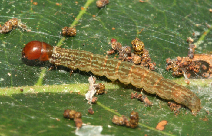  Larva en posición lateral de <i>Machimia crucifera</i> (Depressariidae), PU estadio. Sector San Cristóbal, Bosque Transición. Voucher 10-SRNP-5292-DHJ475759.jpg.